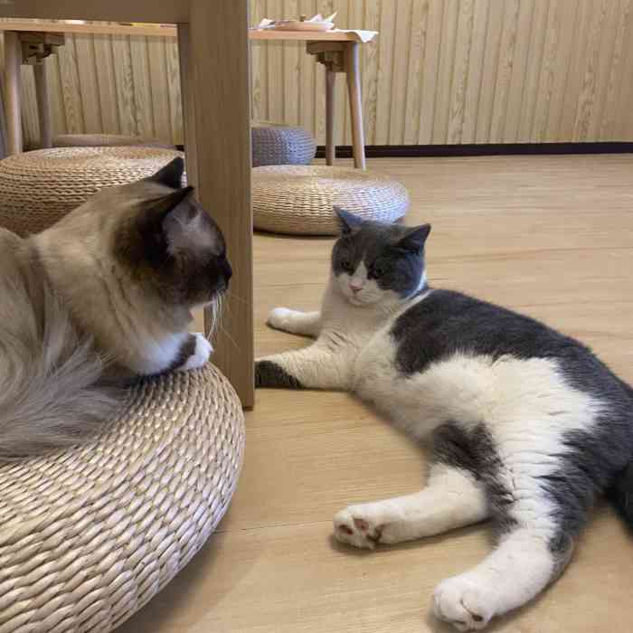 catmate·猫肥家润-"宝宝放课后去撸别人家的猫,猫猫挺亲人的,.