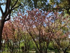 iphone_upload_pic-新江湾城公园