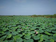 -洪湖生态旅游区