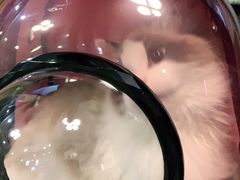 -宠颐生维康宠物医院(金丰店)