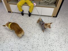 -瑞派康怡24h宠物医院·犬猫医疗中心·微创绝育(瑞景分院)