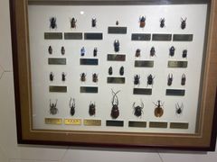 -上海昆虫博物馆