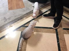 -猫色咖啡·猫咖