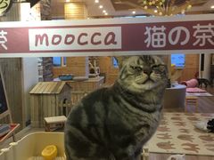 -猫的茶·猫咖