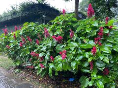 -中国科学院西双版纳热带植物园