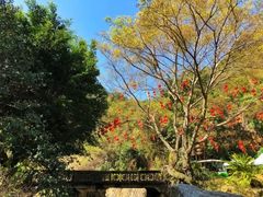 -雁南飞茶田景区