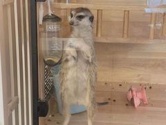 -平行世界·猫咖(首经贸店)