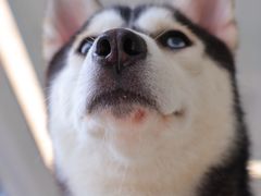 -怪兽屋·羊驼·猫咖·狗咖(俊华广场店)