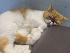 -飞行喵MR PILOT|猫舍·猫咖(静安大融城店)