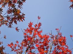 -广州市帽峰山景区