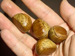 -杨记板栗(天虹总店)