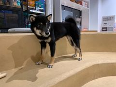 -柴务处·柴犬主题狗咖