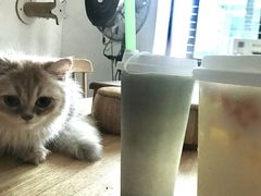 -楼上猫咖(罗湖店)