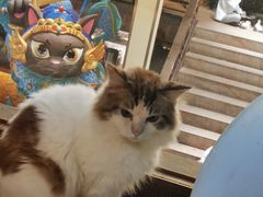 -more than meow吴止猫主题餐厅(承德 中船汇店)