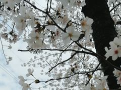 -高东镇樱花园