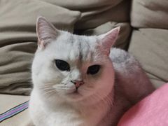 -纳吉亚猫专科动物诊疗中心(蒋宅口分院)