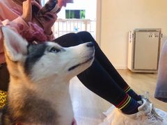 -Husky Go! 哈士奇体验馆·宠物咖啡厅狗咖