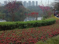 -重庆彩云湖湿地公园