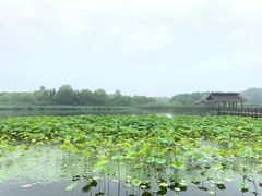 -溱湖国家湿地公园