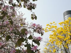 -洲头咀公园