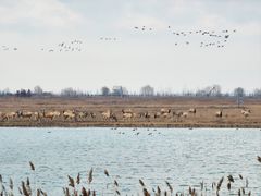 -盐城丹顶鹤湿地生态旅游区