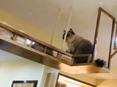 -滚猫咖啡·猫咖·猫友好撸猫(未来城店)