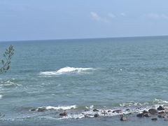 -广东惠东海龟国家级自然保护区