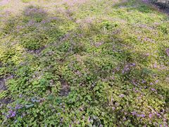 -白鹭湾湿地公园