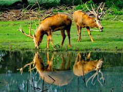 -北京麋鹿生态实验中心