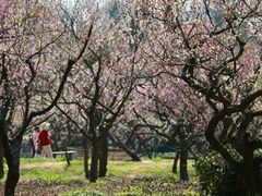 -梅花山(明孝陵内)
