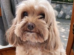 -高坎一品甲鱼庄(两河店)