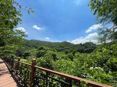 -东莞市大岭山森林公园
