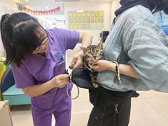 -北京观赏动物医院·24小时大型综合·猫专科·异宠专科