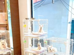 -翊宠yipet猫狗购宠庄园犬舍•猫舍