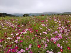 -草原天路(张北县)