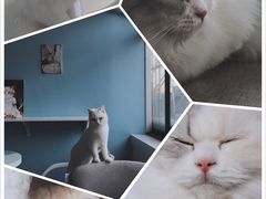 -喵的天空名猫咖啡馆·撸猫·猫舍·用品
