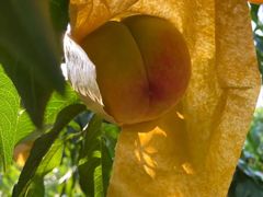 -老袁家蜜桃农场·阳山水蜜桃