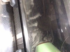 -瑞派名望志远动物医院·猫科·內科·异宠专科(直港大道店)