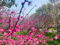 -上海海湾国家森林公园