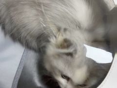 -爱佳宠物中心医院24H·CT·骨外科·猫专科(瑶海万达店)