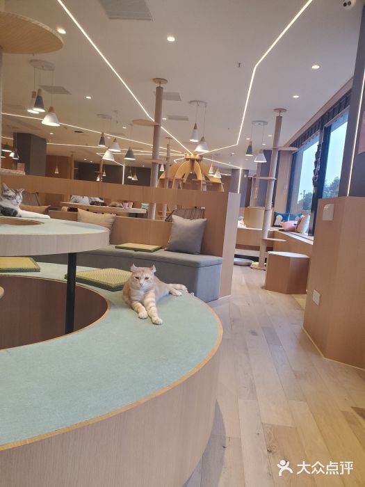 CAT’S MEWSTAR CAFE·喵星球猫屋(晴湾咖啡店)图片