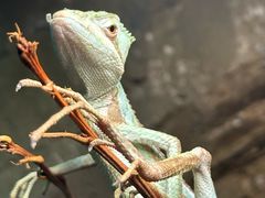 -帕帕拉兹宠物(亚洲旗舰店)