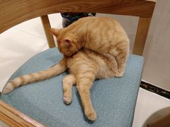 -藏猫猫咖啡主题馆(中央大道店)