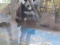 -成都动物园