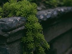 -青羊宫