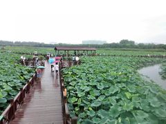 -荷塘月色湿地公园·向阳花洲