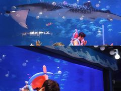 -烟台海昌鲸鲨海洋公园