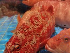 -聚福宝合苑食府(南头镇店)