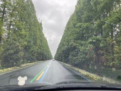 -黄海国家森林公园