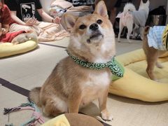 -逗柴咖啡屋·狗咖猫咖宠物桌游